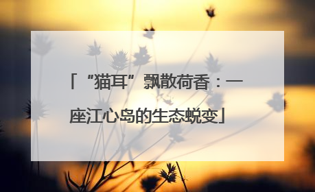“猫耳”飘散荷香：一座江心岛的生态蜕变
