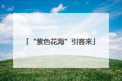 “紫色花海”引客来