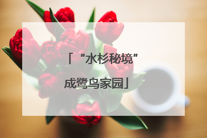 “水杉秘境”成鹭鸟家园