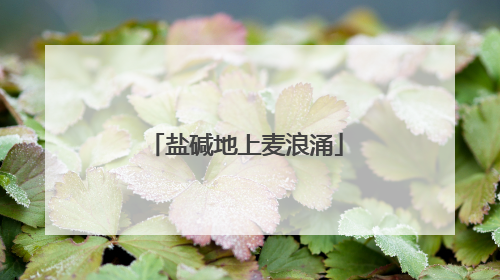 盐碱地上麦浪涌