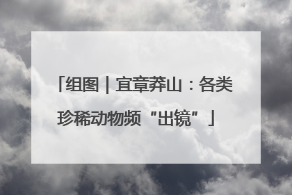 组图｜宜章莽山：各类珍稀动物频“出镜”
