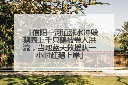 信阳一河道涨水冲毁鹅圈上千只鹅被卷入洪流，当地蓝天救援队一小时赶鹅上岸