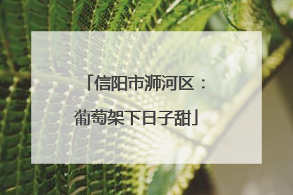 信阳市浉河区：葡萄架下日子甜