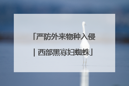 严防外来物种入侵｜西部黑寡妇蜘蛛