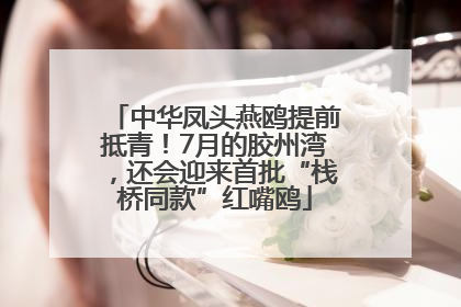 中华凤头燕鸥提前抵青！7月的胶州湾，还会迎来首批“栈桥同款”红嘴鸥