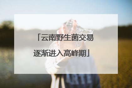 云南野生菌交易逐渐进入高峰期