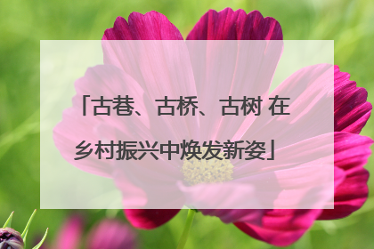 古巷、古桥、古树 在乡村振兴中焕发新姿