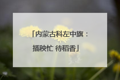 内蒙古科左中旗：插秧忙 待稻香