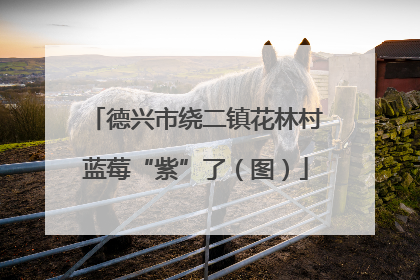 德兴市绕二镇花林村蓝莓“紫”了（图）