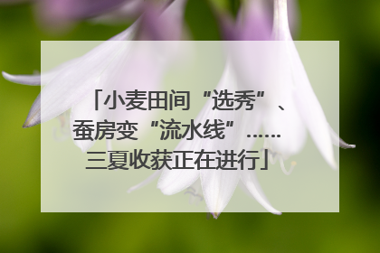小麦田间“选秀”、蚕房变“流水线”……三夏收获正在进行