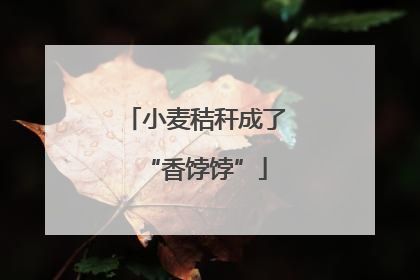 小麦秸秆成了“香饽饽”