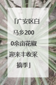 广安区白马乡2000余亩花椒迎来丰收采摘季