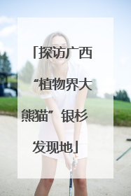 探访广西“植物界大熊猫”银杉发现地