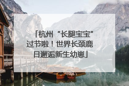杭州“长腿宝宝”过节啦！世界长颈鹿日邂逅新生幼崽