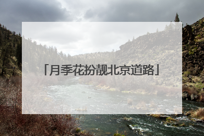 月季花扮靓北京道路