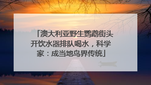澳大利亚野生鹦鹉街头开饮水器排队喝水，科学家：成当地鸟界传统
