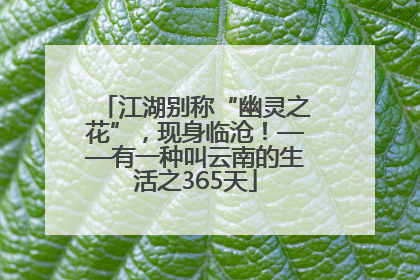 江湖别称“幽灵之花”，现身临沧！——有一种叫云南的生活之365天
