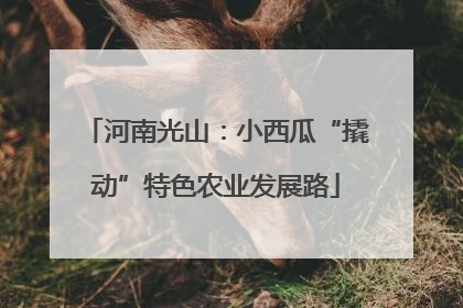 河南光山：小西瓜“撬动”特色农业发展路