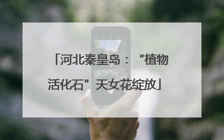 河北秦皇岛：“植物活化石”天女花绽放