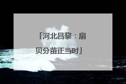 河北昌黎：扇贝分苗正当时