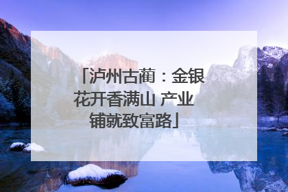 泸州古蔺：金银花开香满山 产业铺就致富路