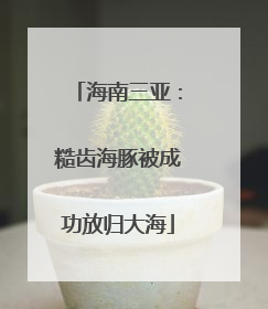 海南三亚：糙齿海豚被成功放归大海