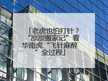 老虎也怕打针？“凛凛搬家记”看华南虎“飞针麻醉”全过程