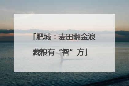 肥城：麦田翻金浪藏粮有“智”方