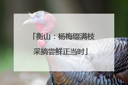 衡山：杨梅缀满枝 采摘尝鲜正当时