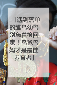 遇到落单的雏鸟幼鸟别急着捡回家！鸟爸鸟妈才是最佳养育者