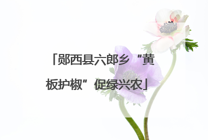 郧西县六郎乡“黄板护椒”促绿兴农
