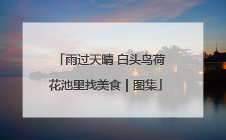 雨过天晴 白头鸟荷花池里找美食｜图集