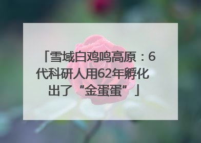 雪域白鸡鸣高原：6代科研人用62年孵化出了“金蛋蛋”