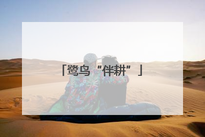 鹭鸟“伴耕”